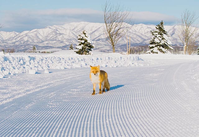 HOKKAIDO BIBAI SNOWLAND 04