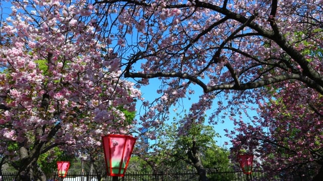 Sakura in Japan Mint