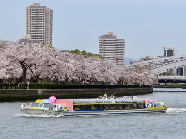 Sakura in Kema Sakuranomiya Park