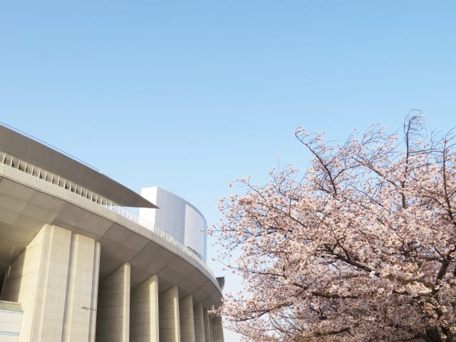 Sakura in Nagai Park
