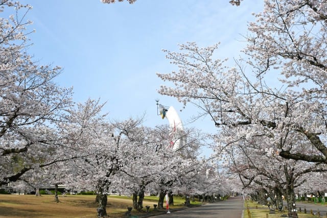 Sakura in Expo '70 Commemorative Park