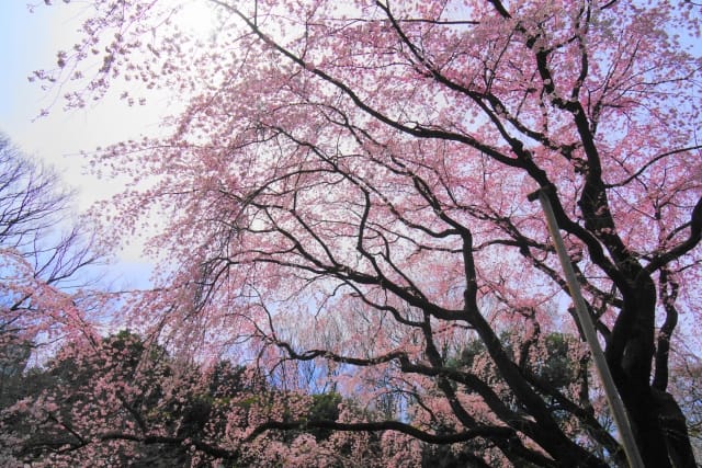 sakura in shinjuku gyoen