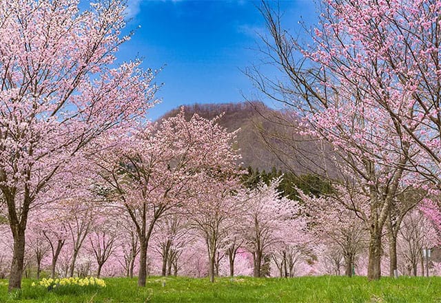 Urabandai Lake Resort Goshiki-no-mori sakura
